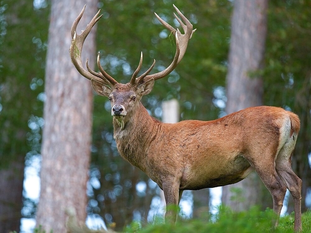 Cerf de Barbarie